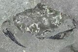 Unprepared Fossil Crab (Pulalius) In Concretion - Washington #101603-5